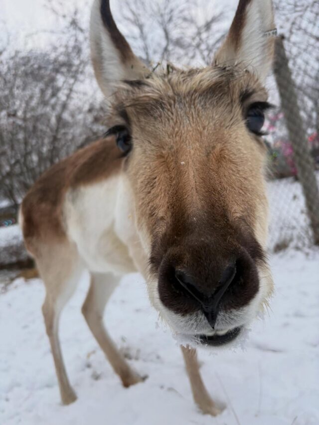 The cold never bother Savannah anyway! ❄️ 

Pronghorns like Savannah cope with cold weather by developing dense, hollow-haired winter coats to trap their body heat and keep them warm. 

📸 Keeper Bri