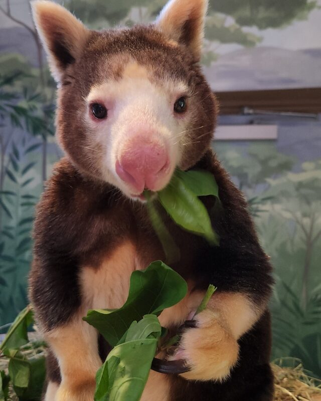 It’s a double dose of tree-mendous celebrations! 🥳 Help us wish a happy belated 19th Birthday to Morobe and happy early 6th Birthday to Keweng!

These two Matschie’s tree kangaroos are spending their special days munching on their favorite delicious, leafy treats. 

Please leave your birthday wishes in the comments! We’ll be sure to pass your messages along to the birthday stars, though they may be a little busy snacking to reply.
