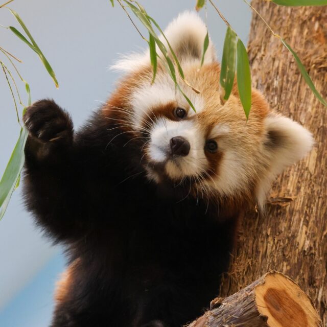Paws your scroll! 👋🏼 Tomorrow is National Visit a Zoo Day and we are celebrating with a FREE Zoo admission food drive! Just bring a non-perishable food item to benefit the Rhode Island Community Food Bank, and receive free day-of entry. Spread the holiday cheer and support your community! 💙 

@cardisfurniture is generously donating a truck and staff to help collect and distribute all food items.

*No advanced registration required, just arrive with your food item at the main gate and enjoy your free day at the Zoo! 🦒