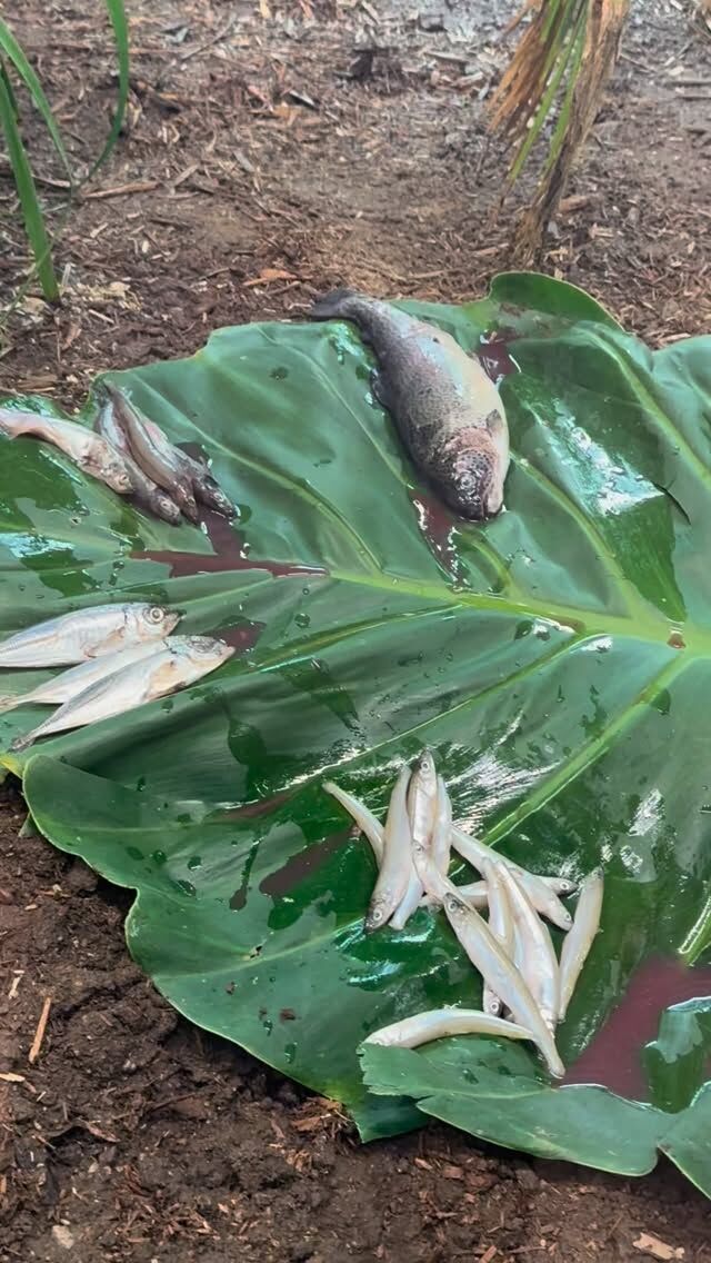 Mangia, mangia! Elsie, the Komodo dragon, is celebrating the Feast of the Seven Fishes today with her own seafood spread thanks to keeper Gabe. No matter how you celebrate, we hope your holidays are full of festive cheer! 🥰