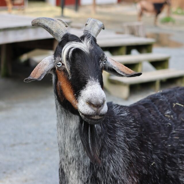 Remembering Don Juan ❤️ We are sad to share the news of the passing of one of our beloved goats, Don Juan. At nearly 13 years old, he had been closely monitored for weight loss and other age-related medical concerns, and the difficult decision to euthanize him was made last week. Despite his illness, Don Juan continued greeting his keepers and enjoying his favorite snacks right up until the very end. 

Don Juan had a sweet disposition and simple taste, he enjoyed resting in the yard on a sunny spot and consuming the Zoo’s very best petting zoo grain. Don always established his position at the Goat Yard fence, eagerly accepting all of the snacks and pets our guests had to offer.

For many of our youngest guests, Don Juan was their first "profound" animal connection. Through every pat, every handful of grain, and every family photo, he helped build core memories that stay with us for a lifetime. He wasn't just a goat; he was an ambassador, a teacher, and a friend. His presence at the Farmyard is already missed.