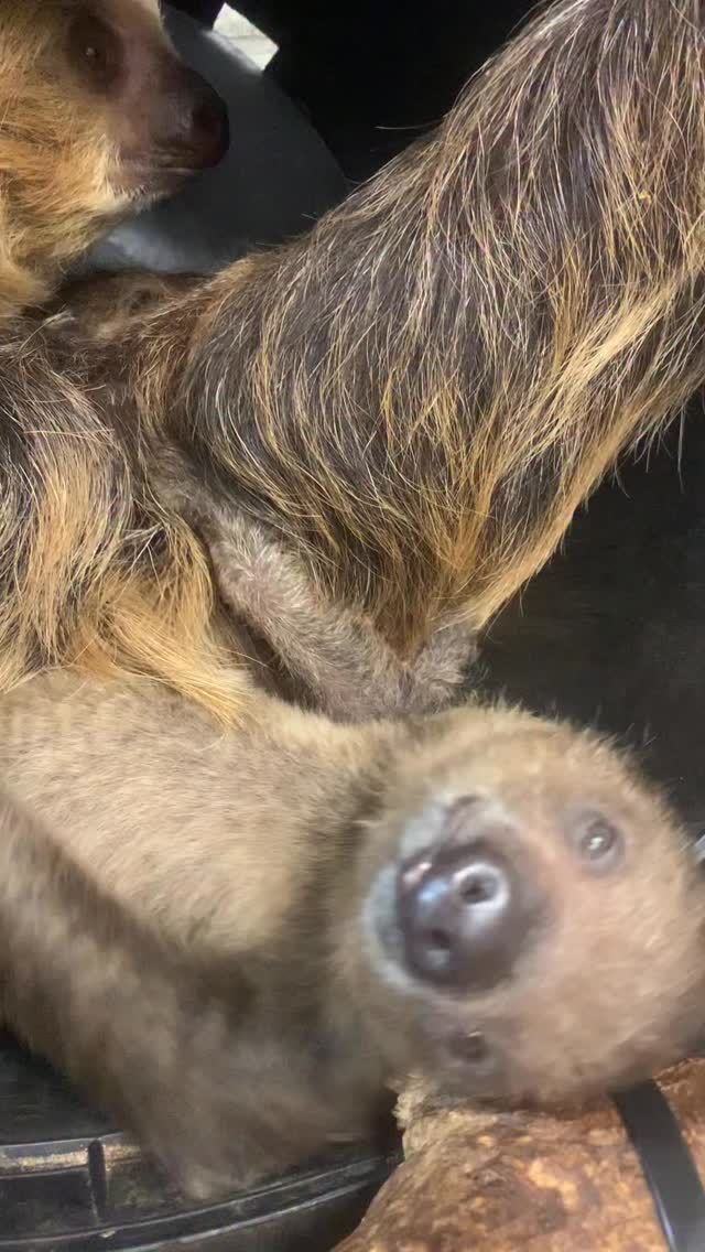 Patiently waiting for the ball to drop! 🪩 Happy New Year’s Eve from baby Quint 💙