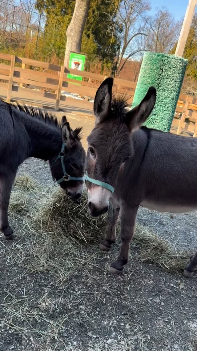 Nermal and Maureen were due for their pedicures! 🫏💅 

Today they both received hoof trims from the farrier as part of their preventative care. Regular hoof trims help prevent pain, support healthy movement, and keep our donkeys comfortable and happy! 😊