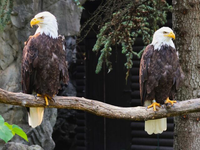 🦅 From the brink of extinction to the icons of our skies, bald eagles remind us that conservation works! This #SaveTheEaglesDay, we honor their journey, and advocate for the many eagle species still fighting for survival globally. 

Of the nearly 70 species of eagles in the world, over half are considered endangered, vulnerable, or threatened. We must spread awareness today and every day in order to help protect and conserve these magnificent raptors.
