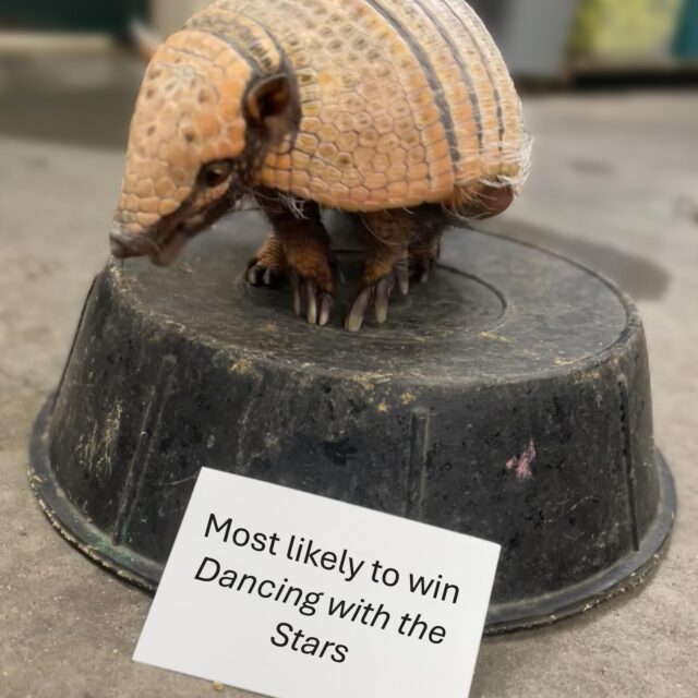 The results are in, and our incredible ambassador animal squad took home some well-deserved superlatives! These amazing animals created over 52,000 profound connections in 2025, while another 42,000 of you got up close and personal at our interactive Connection Corner.

Every encounter helps spark a lifelong passion for protecting our planet and the wildlife we share it with. A massive shoutout to our dedicated animal care teams for making this magic happen every single day. We are so ready to see what new adventures await in 2026! 

📷 Ambassador Animal Team