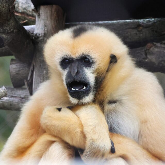 When someone asks how your New Year's resolutions are going and you've already cheated on your diet 9 times...