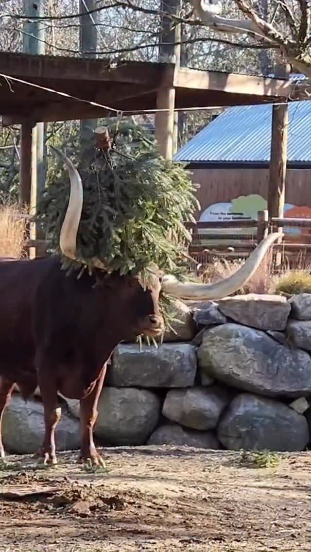 Holy Cow! 🐂 Our Ankole-Watusi cattle are loving their leftover Christmas tree enrichment 🌲

Christmas trees make excellent enrichment items because of the sensory stimulation they provide with their distinct smells and textures, encouraging natural behaviors like sniffing, rubbing, and play. 

📸 Keeper Kim Warren