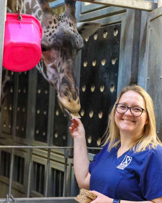 A huge congratulations to our very own Dr. Jessica Lovstad (DVM, MS, DACZM) on achieving her board certification as a Diplomate of the American College of Zoological Medicine (DACZM).🐾🩺 

Achieving DACZM status is the pinnacle of veterinary training, requiring years of advanced residency and mastering an extensive body of research. Dr. Lovstad’s dedication to blending clinical expertise with rigorous conservation research elevates the care she provides every day.

Roger Williams Park Zoo proudly celebrates Dr. Lovstad’s achievement and the mastery she brings to advancing animal health, conservation science, and the Zoo’s mission. To read her full profile, check out our most recent WILD Magazine: bit.ly/WILD2026 👏🏼