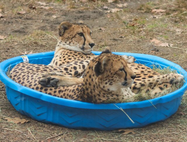 Cheetah cuddle puddle 🧡