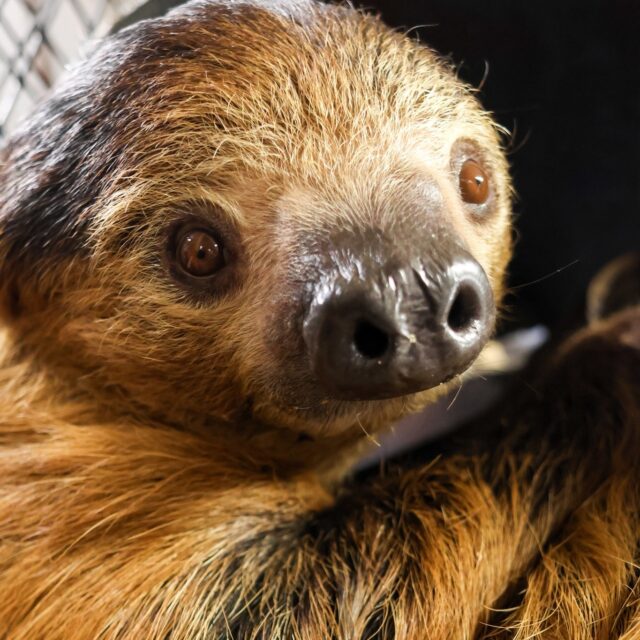 In celebration of Riley the sloth's 29th birthday today, three of his favorite keepers gave him three of his favorite things! 🥰 Riley enjoyed some egg whites, red mimosa flowers, and the scent of a lady sloth on a cloth (aka Fiona 😆). 

Join us in wishing Riley a sloth-some birthday! 🎉🎁
