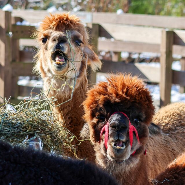 My last two brain cells just trying to make it to Friday…