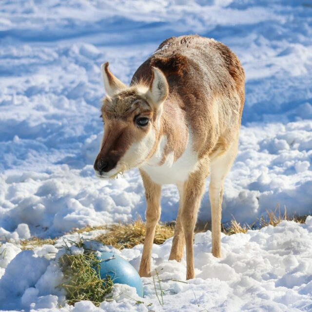 ❄️ ZOO CLOSURE NOTICE ❄️ Due to the forecasted winter storm, the Zoo will be closed on Sunday, January 25 and Monday, January 26. 

With a storm on the way, the safety of our animals is top priority! We’ve taken extra precautions to keep everyone cozy. Most of our residents are resting in climate-controlled indoor spaces, while our outdoor friends have full access to heated, covered barns with additional warm bedding. 

We are extremely grateful to our keepers and vet staff who will be here taking care of all of our animals during the storm, and to our operations staff that will be here clearing the snow and keeping the pathways safe! 💙
