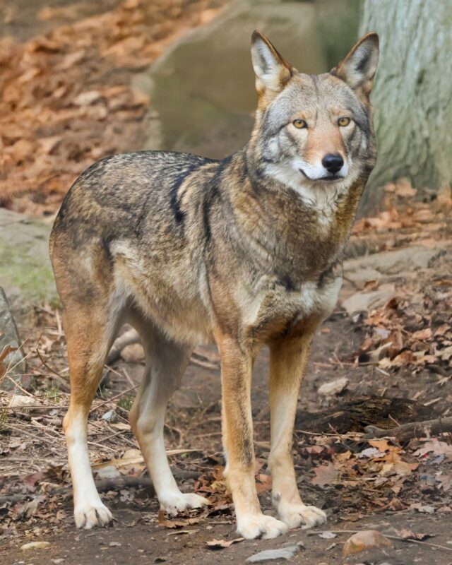 Today we honor Dr. Martin Luther King Jr. and his vision of a world where we recognize our deep connection to one another, and the Earth we share. 🌎 Let’s commit to weaving a future of empathy, equity, and conservation together. 💙

P.S. The Zoo is open today from 10am - 4pm and don't forget- admission is 1/2 priced from now until February 28th. Come say hello to Saluda!