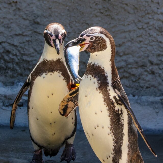 This Penguin Awareness Day, forget the snow and ice- the Humboldt penguin is fighting for survival not against the cold, but against rising temperatures, food competition, and habitat loss along the scorching coasts of Peru and Chile. 

The Humboldt penguin is currently listed as Vulnerable, meaning their population is declining, and they face a high risk of going extinct in the wild. Scientists estimate there are only around 20,000 mature individuals left in the wild. Awareness today leads to a thriving coastline tomorrow; thank you for helping us stand up for the Humboldt penguin today and every day! 💙🌎
