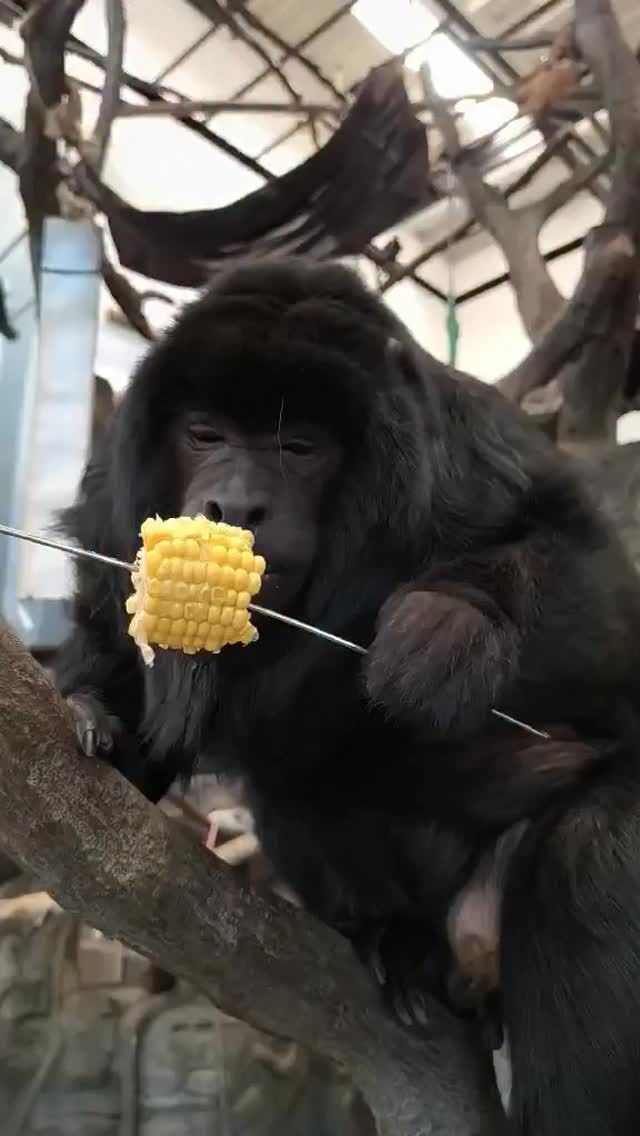 I don’t know who needed to see this today, but here is Tucker eating some corn! 🌽 

📸 Keeper Kelly