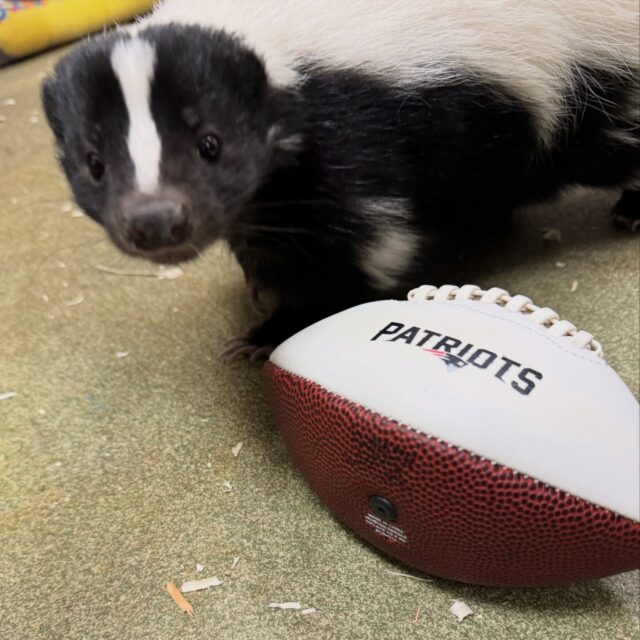 Havarti and Muenster are stinking out the competition 🦨  and gearing up for tomorrow’s big game! 🏈💪🏽 We are putting our paws together and hoping for a Patriots AFC championship win. Let’s go Patriots! ❤️💙