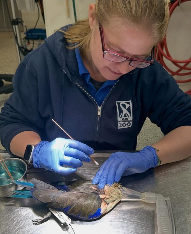 Our vet team is riding out the storm at the Zoo! ❄️🩺 The Zoo may be closed, but the care never stops. Our veterinary team is part of the essential overnight crew, staying on Zoo grounds in case of any animal emergencies. 

In today’s case, a routine wound care procedure under anesthesia was performed on Blueberry the blue-bellied roller. Her wound was cleaned, and the dressing was changed to help it heal and prevent infection. 

We are incredible grateful to the veterinary team, and the rest of the essential overnight crew (keepers and operations teams) for their dedication to keeping our animals and Zoo safe during the storm! ❄️

📸 Dr. Kim