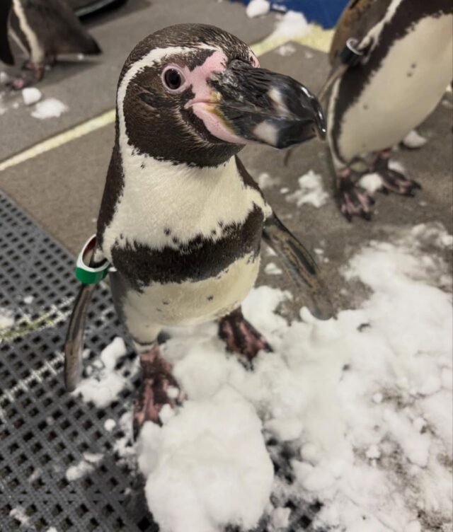 Our Humboldt penguins are trying to decide if they like the snow! 👀 Swipe for their reaction 😆 

Since Humboldts are tropical penguins, they will remain behind the scenes in their temperature controlled holding building where the snow is just for some fun enrichment! ❄️🐧

📸 Keeper Amy
