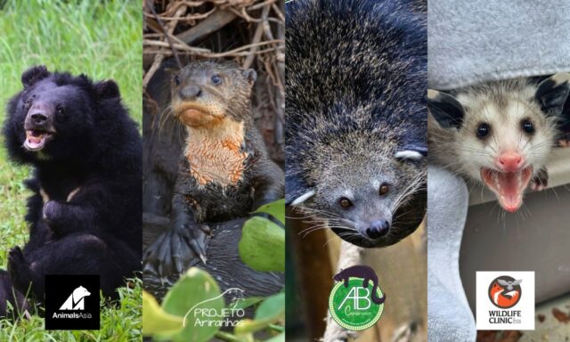 Small change, BIG impact! DYK that just 25 cents from your Zoo ticket helped us donate over $48,000 into vital conservation projects both here in Rhode Island and across the globe? Your day of adventure is an investment in the future of our planet! Through our Quarters for Conservation program, 25 cents from every general admission ticket goes directly to conservation efforts.

In 2025, your visits allowed us to donate over $12,000 each to @animalsasia  @projetoariranhas @abconservation @riwildliferehab 

As we look ahead, we’re thrilled to announce our new 2026 Quarters for Conservation partners: Pollinator Partnership, Turtle Survival Alliance, APOPO and Project Piaba.

Thank you for helping us make a difference! 💕