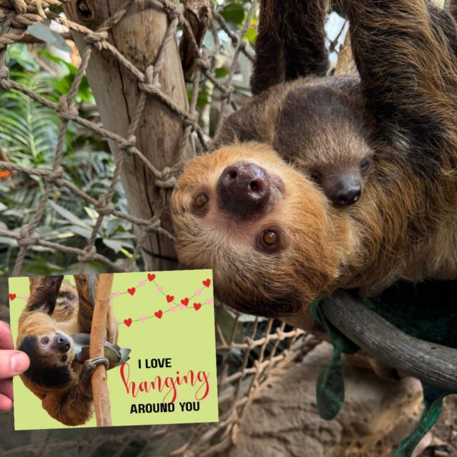 Let your love run WILD this Valentine's Day! 💘 With a donation of any amount, you will receive six digital valentine e-cards and six ready to print valentines! 

Whether you’re looking for the perfect classroom valentines or a gift for that special someone, we’ve got you covered! Your gift directly supports the care of our animals, and helps inspire people to protect and conserve wildlife and wild places. 

Link in bio to spread the love 💌