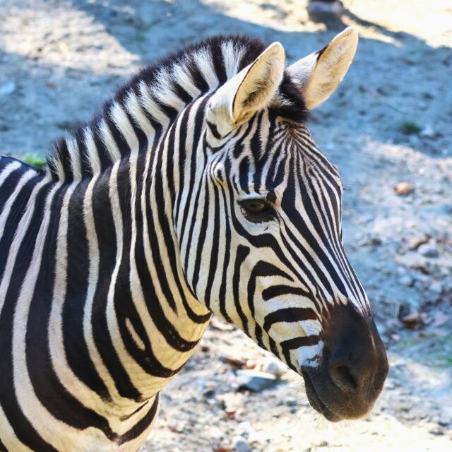 Happy Zebra Day! 🦓🖤 Let's talk about those iconic stripes! When a zebra is standing still, those bold stripes might seem easy to spot. But, the stripes come in handy as camouflage when a herd of zebras, properly known as a dazzle, starts to move. 

As the zebras run, their overlapping stripes create a dizzying optical illusion. This makes it incredibly difficult for predators (like lions) to judge the speed, distance, and even the direction of a single zebra.