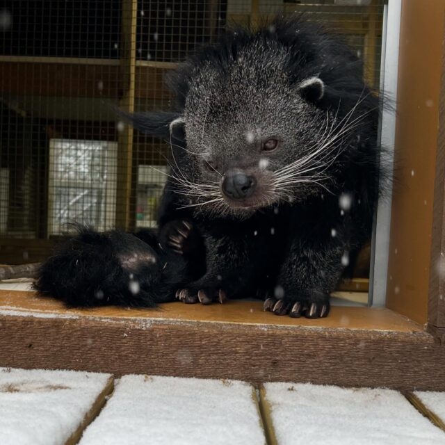 No groundhogs here, but I don’t think Ricky is looking forward to 6 more weeks of winter 😩

📸 Keeper Kate