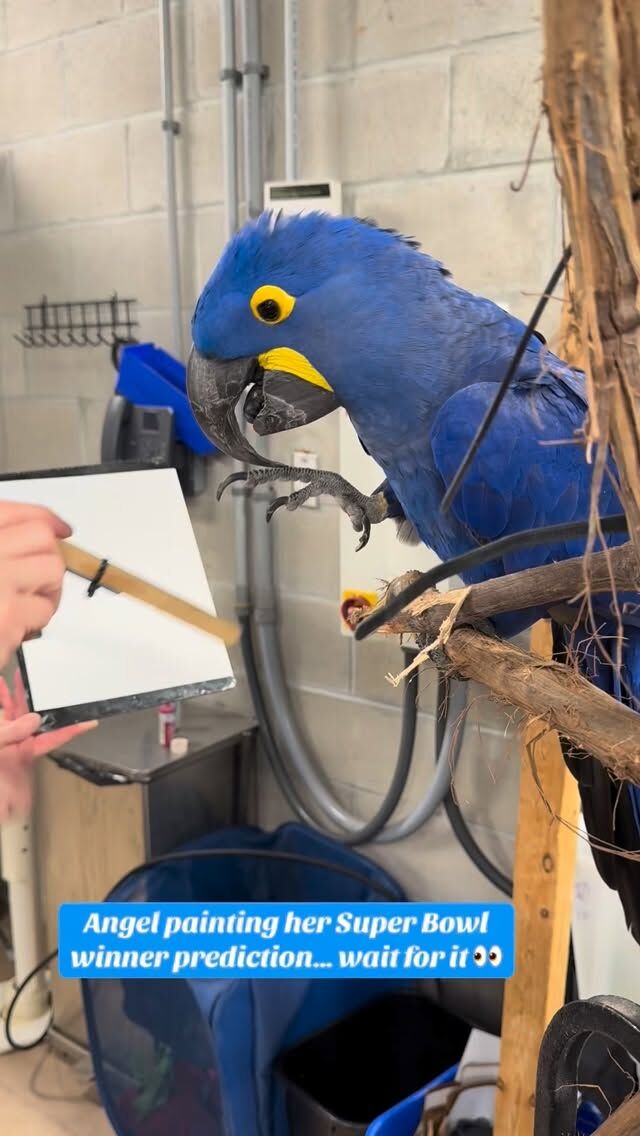 Wait for it… Angel’s Super Bowl winner prediction is in! 🏈👀
•
•
•
 #SuperBowl #Football #Patriots #Seahawks #DrakeMaye