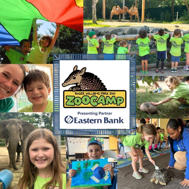 Registration for 2026 Summer ZooCamp is now LIVE! Summer memories are waiting at Roger Williams Park Zoo. 🦒🔎🌿🐝

Give your little adventurers a summer they’ll never forget with up-close animal encounters, nature expeditions, and hands-on discovery right here at the Zoo. Spots sell out fast, so grab yours now > rwpzoo.org/programs/zoocamp/