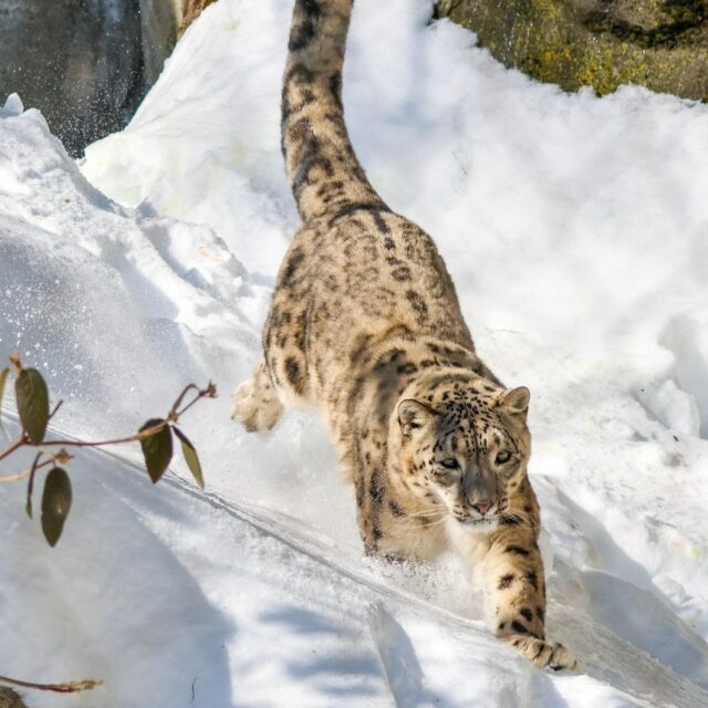 ⚠️ ZOO CLOSURE NOTICE: The Zoo will be closed on Sunday 2/8 for the safety of our guests, staff, and animals due to the forecasted frigid temperatures. Stay safe & warm this weekend! 

Please note: We are rescheduling the free admission for Patriots fans to the following Sunday 2/15 to celebrate the Patriots' incredible season and Super Bowl appearance (win or lose)! Go Pats!
