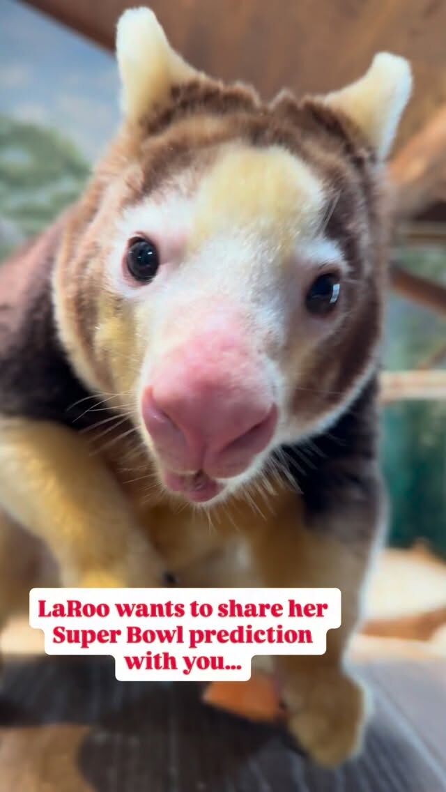 LaRoo might just be here for the snacks.. but you know she had to go with @patriots on this one! ❤️💙 

#patsnation #patriots #zoo #SuperBowl #treekangaroo