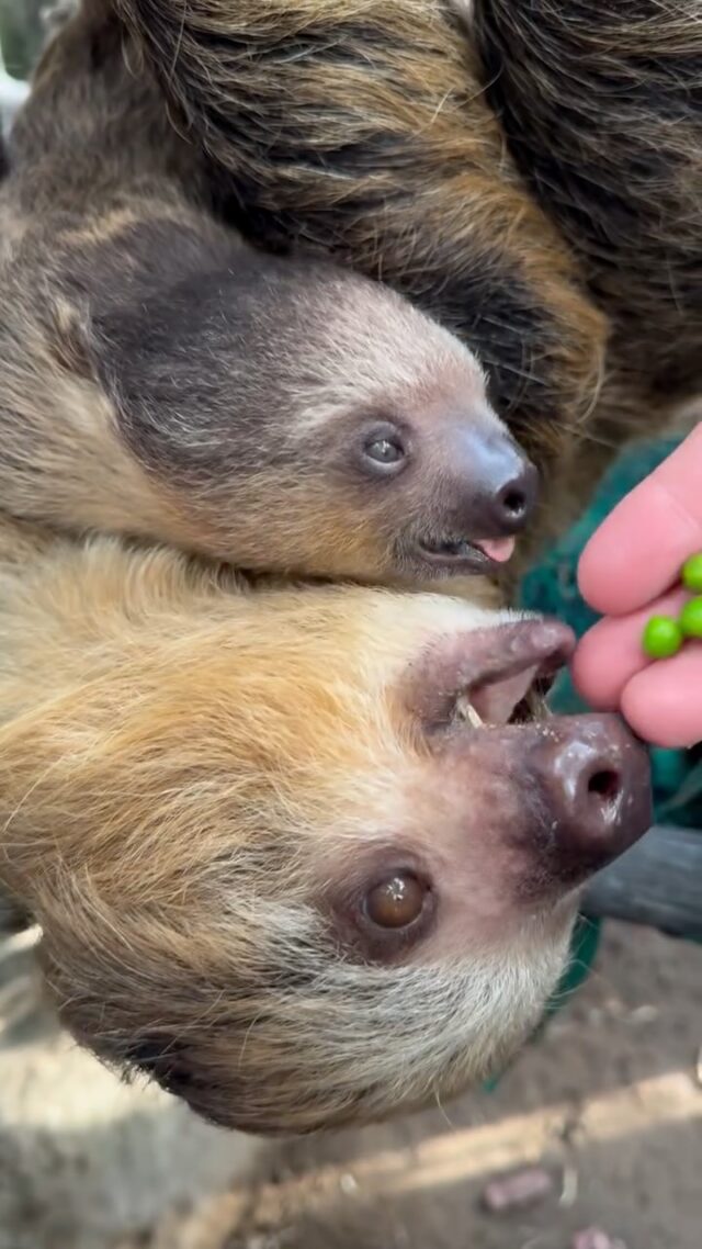 Just two peas in a pod! 🫛 Mom Fiona and baby Quint enjoying one of their favorite snacks, peas 😋 

#sloths #adorableanimals #snacktime