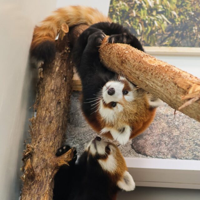 🙃 ¡ʎɐpᴉɹℲ ʎddɐH