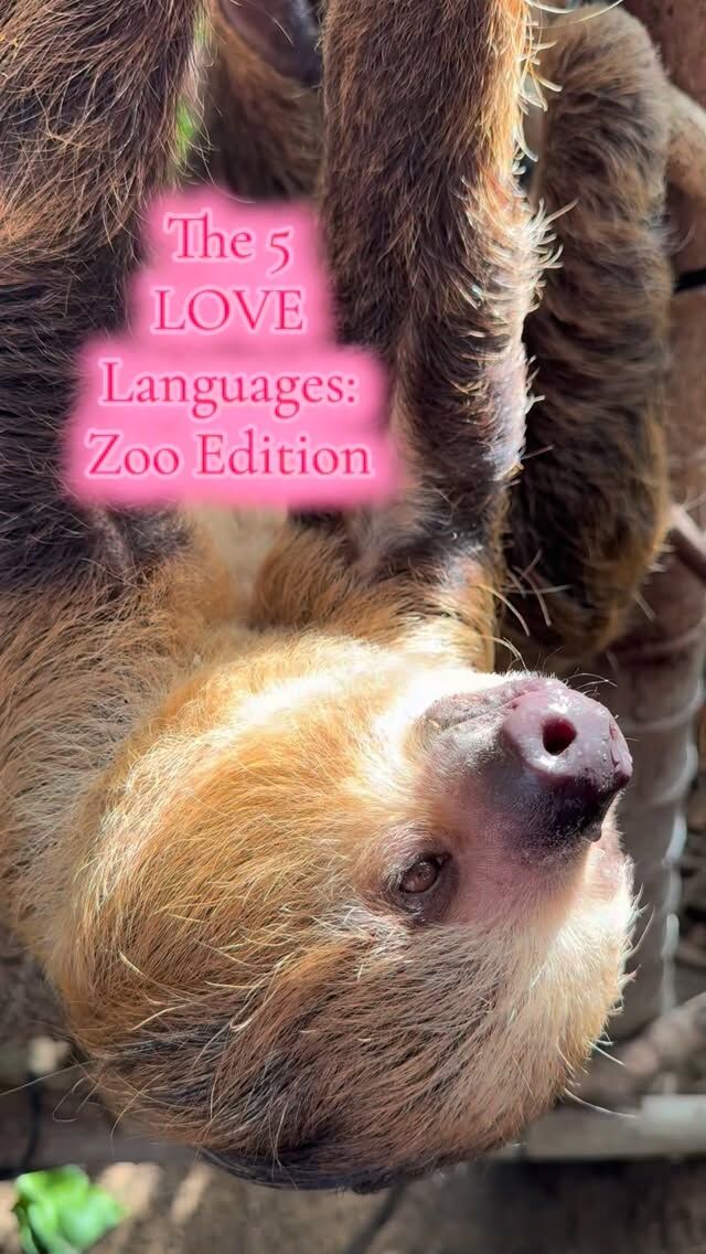 Our Zookeepers know all about love languages! 💗 This Valentine’s Day, we are highlighting how our keepers spend every day learning the unique love languages of their animals. 

These incredible bonds are built on lots of love, trust, and snacks! When the keepers can speak their love language, our animals are happy, healthy, and thriving! Happy Valentine’s Day from all of us at the Zoo 💌