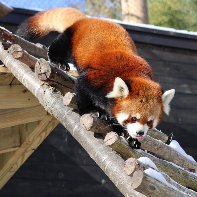 Stay wild this winter! ❄️ The cure for cabin fever is closer than you think. Here's what's coming up at the Zoo:

🧸 2/12 - 2/14 Young Explorers: Stuffed Critter Clinic - Does your favorite teddy bear need a checkup? Bring your stuffed animal friends to Our Big Backyard for some TLC! 

🐦 2/14 - 2/16 Great Backyard Bird Count - Become a citizen scientist! Help us gather data to protect wild birds while having a blast. Spy on local birds, learn cool avian facts, and create conservation-themed "make and take" crafts. 

❄️ 2/16 - 2/20 Winter Break at the Zoo- School is out, and the Zoo is OPEN all week! Bundle up, come visit your favorite animals, and enjoy the peaceful paths. 

Visit rwpzoo.org for more info and to plan your visit!