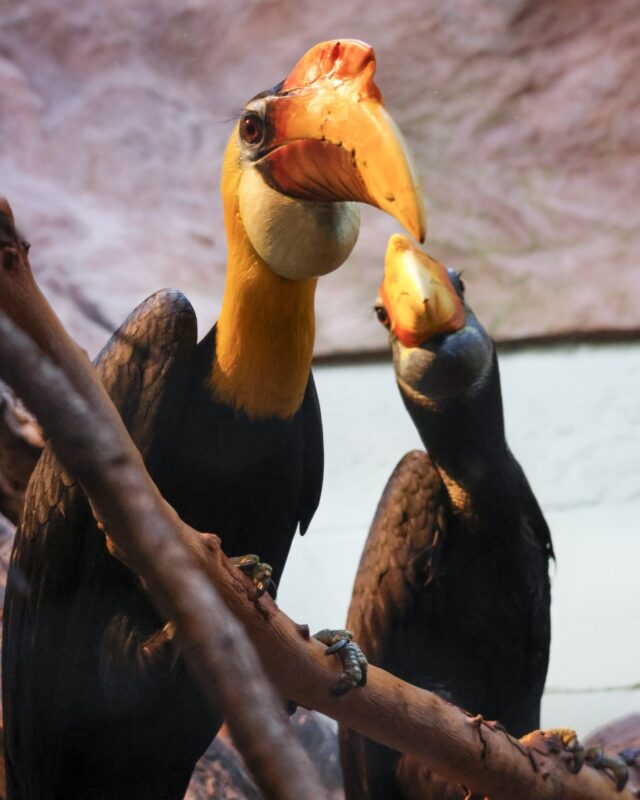It's Love Hornbills Day and we are spreading the love with Ella and Bandari, our wrinkled hornbill pair! ❤️ Today is for celebrating the lifelong monogamous bonds of hornbills.

DYK? During nesting season, the female gets sealed inside a tree cavity for several months, and the male becomes responsible for delivering food for both her and their chicks and for protecting the nest. Talk about true love! 🥰
