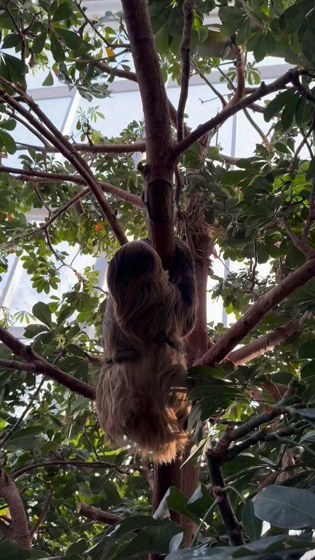 Fiona is upside down and on the move! 🦥💨 Baby Quint is just along for the ride. 

Sloths are the world’s slowest land mammals, but they are surprisingly quick and agile when they are on a mission! Typically, they move at an average speed of 6 to 8 feet per minute due to their low metabolisms and their need to conserve energy.