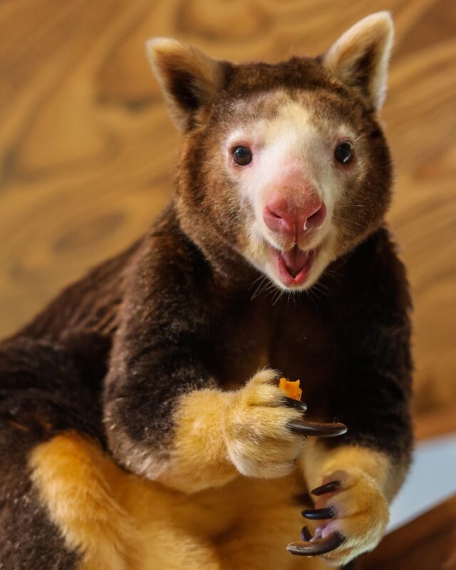 It is with great sadness that we share the loss of Morobe, our male Matschie’s tree kangaroo. Morobe recently celebrated his 19th birthday, an impressive milestone for this species, as their average life expectancy is approximately 15-20 years in human care. 

Morobe was being monitored for multiple age-related health conditions, and after a sudden decline in his health, it was determined that his conditions could not be managed in a way that would maintain a good quality of life, and ultimately the decision was made to humanely euthanize him.

In 2021, Morobe was paired with female tree kangaroo Keweng for breeding and sired two daughters, Paia and Ren. His favorite pastimes included napping in the sun, scent marking his orange ball, and of course, spending time with his neighbors Keweng and LaRoo.

Morobe’s keeper, Mac, shared the following: “He had a wonderful, laid-back personality and was always gentle with his keepers and fellow tree roos. He also had the discerning (that is, picky) taste of a gentleman, being the rare individual who would show preference between American and European beech leaves or between red and white mulberry branches. He was also known for eating only the center of any flower he was offered. We are thankful for the time we shared, and for everyone who showed him love.”

Morobe was an incredible ambassador to his species and had an impact on all who knew him. From his keepers past and present, to Zoo guests who admired him during visits, he will be dearly missed by all.