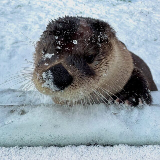 ❄️ Psst.. Snow storm incoming! The Zoo will be closed tomorrow, Monday, February 23 due to the impending snow storm. We will remain open today, Sunday, February 22 for some Zoo fun before the storm begins. Stay safe! 🌨️