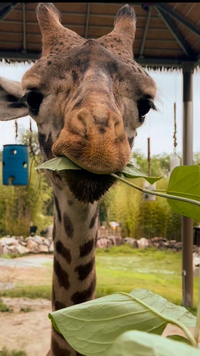 Happy World Wildlife Day! 🌎💙 

Wildlife is the soul of our planet, and it is our responsibility to help protect it. Conserving wildlife and wild places today ensures a healthier tomorrow. Join us! 🌱🌳

 #worldwildlifeday #conservation #protectnature #animals