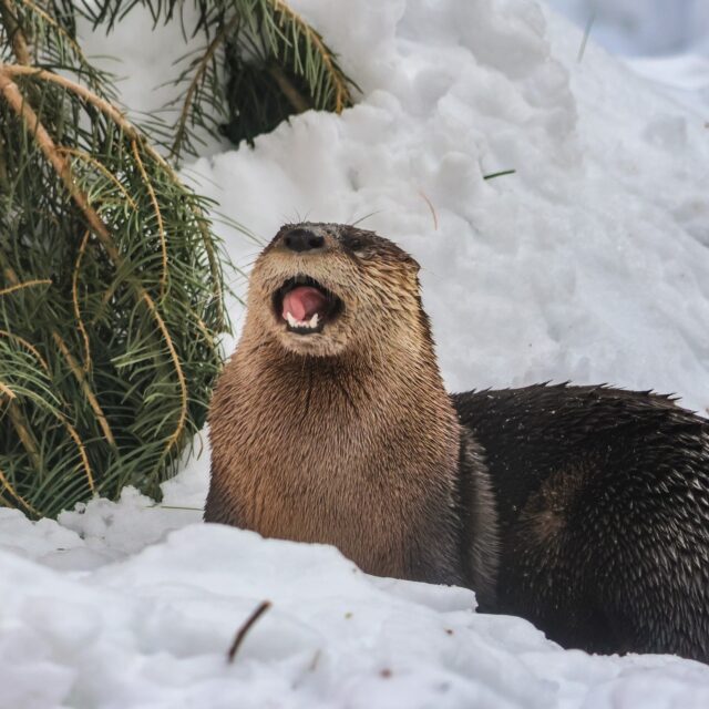 You otter believe that Roscoe and Flash are having a blast in the snow! ❄
