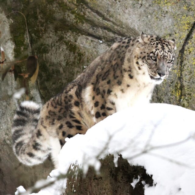 The Zoo will remain closed tomorrow, Thursday, Feb 26th for continued blizzard cleanup! ❄ Thanks to a valiant effort from our entire Zoo crew, we are in pretty great shape and look forward to re-opening soon. 

Once again, we want to give a HUGE thank you to every single staff member who supported the Zoo through the blizzard. From storm prep, to animal care, to snow removal, we can't thank our team enough! 💙