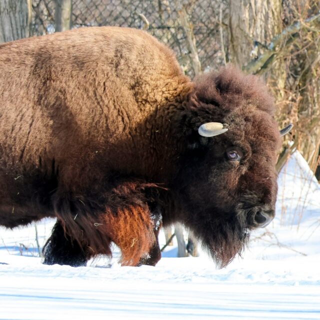 The cure for cabin fever is closer than you think! 🦬❄️ Make some time for the outdoors at the Zoo this weekend. Plus, today is the final day of 1/2 priced winter admission! (2/28)

Come visit your favorite animals while they are enjoying the snow, enjoy the peaceful paths, and soak up the beauty of the natural world. We can't wait to see you here!