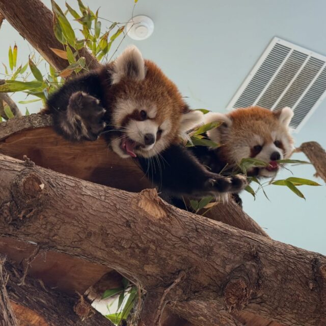 Monday mood 🥱

•
•
•
#redpanda #yawn #mood #adorable #zoo