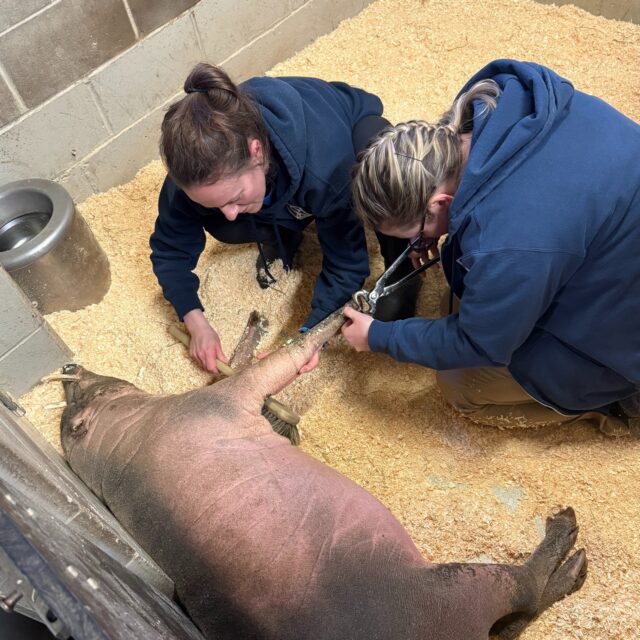 As #InternationalHoofCareMonth comes to a close, we want to highlight the important work that keeper Jessie and Dr. Jess are doing with voluntary babirusa hoof trims! 

Ebenezer, our male babirusa voluntarily participates in his hoof care. Through positive reinforcement training with keeper Jessie, he lays down and presents his hooves for a pedicure while receiving some belly rubs. This type of training allows our animals to participate in their own preventative health care without needing to be sedated. These necessary hoof trims prevent Ebenezer from getting overgrown, cracked hooves, keeping him healthy and happy!

📸: Lead Plains Keeper Brett