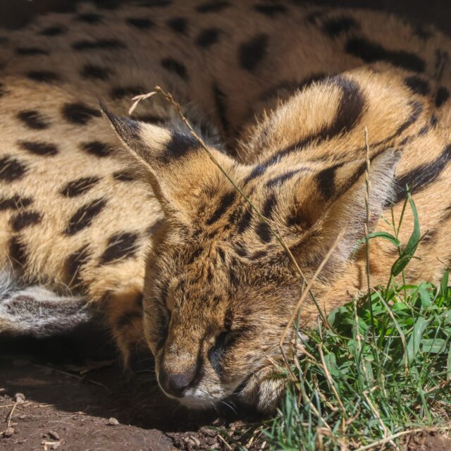 It's National Napping Day! 💤 Servals, like most cats, are professional nappers, sleeping up to 16 hours a day! They take multiple shorter naps throughout the day (often 15–30 minutes) and are light sleepers so they can stay on high alert, even while resting.