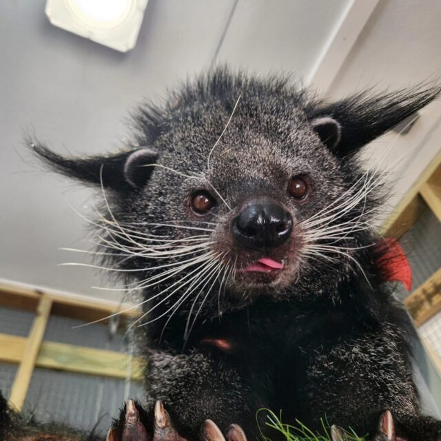 POV: Your keeper walks in with snacks 😛

📸 Keeper Kim W.