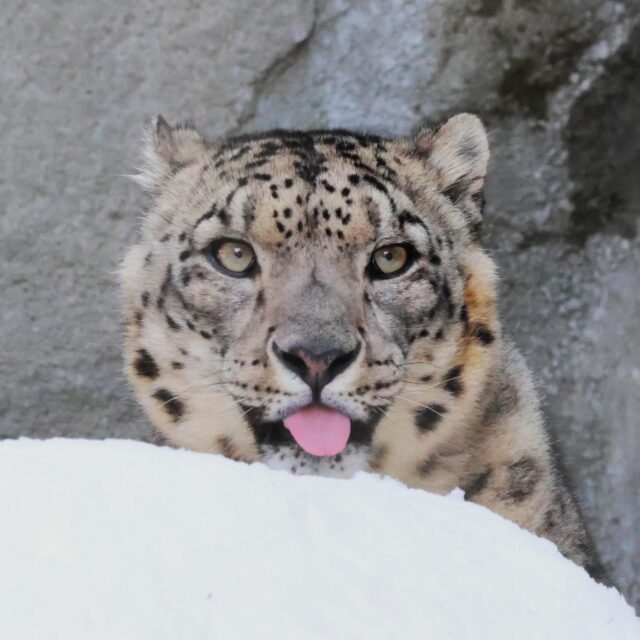 A little blep to break up your timeline 👅 

#TongueOutTuesday