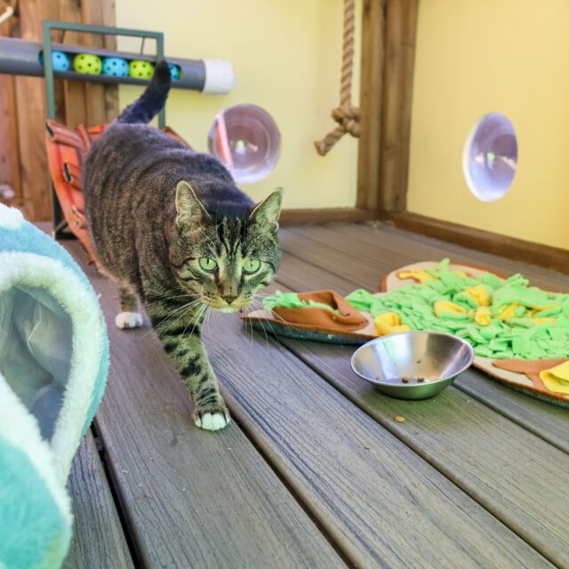 Happy National Catio Day from our newest, paw-sitively adorable residents: Ferguson, Wimpy Kid, Oreo, and Jane! 😻

These rescues from the RISPCA are officially the stars of our (almost complete) catio habitat - a stylish, secure "cat patio" designed to give our felines the ultimate outdoor experience. A catio is the perfect way for cats to soak up the fresh air and sunshine without the risks of traffic or predators, and most importantly, without preying on our local wildlife.

This exhibit marks our commitment to the AZA SAFE North American Songbird program, showcasing how protecting wildlife starts in our own backyards. While we adore our cats, free-roaming domestic felines account for billions of bird deaths annually in the U.S. Choosing a catio or harness-trained walks is a direct win-win for conservation. We can give our pets long, healthy lives while allowing native songbirds to thrive.

As we add the finishing touches to the catio, you may be able to intermittently see our new furriends out and about! We look forward to welcoming everyone when it officially opens in just a few weeks!