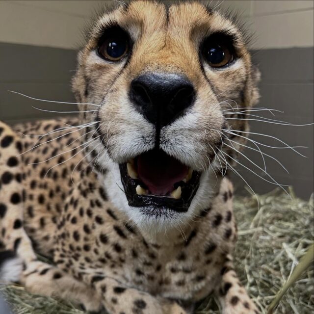 When it finally feels like Spring 🤩 vs. when snow is back in the forecast the next day 😐 

📸 Keeper Jill