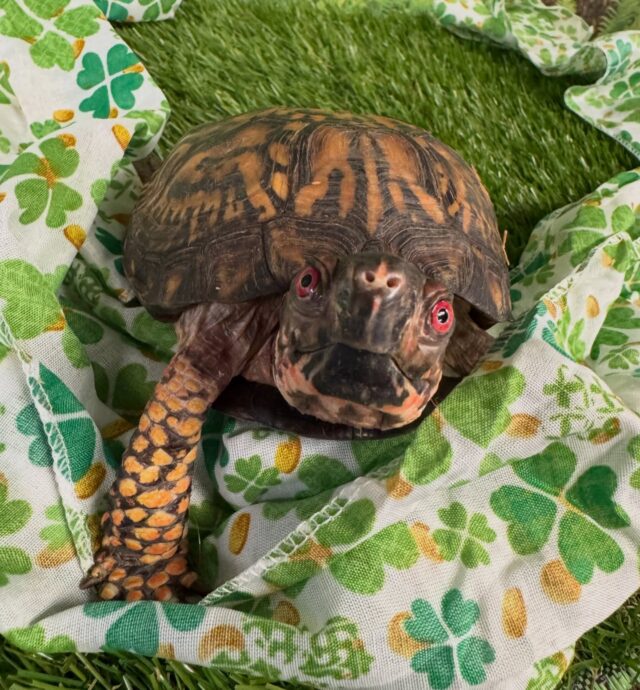 ☘️🌈 Happy St. Patrick’s Day from these orange and green lucky charms! 🧡